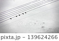 A flock of pigeons perched on a power line reflected in a puddle; after the rain; silhouette; reflection; abstract background; live-action. 139624266
