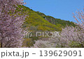 【高屋神社 参道の桜並木】 香川県観音寺市高屋町 139629091