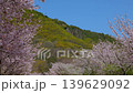【高屋神社 参道の桜並木】 香川県観音寺市高屋町 139629092