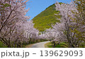 【高屋神社 参道の桜並木】 香川県観音寺市高屋町 139629093