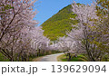 【高屋神社 参道の桜並木】 香川県観音寺市高屋町 139629094