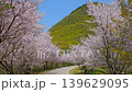【高屋神社 参道の桜並木】 香川県観音寺市高屋町 139629095