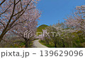 【高屋神社 参道の桜並木】 香川県観音寺市高屋町 139629096