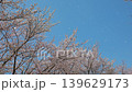 【桜吹雪】 139629173