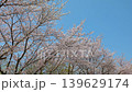 【桜吹雪】 139629174