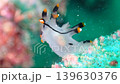斜め後方から捉えたツノザヤウミウシ　ゆらめく水中マクロ 139630376