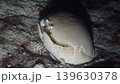 砂地を歩くマルソデカラッパ　前腕を広げる行動が見られる夜の水中映像 139630378