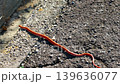 【ジムグリ (蛇)】 139636077