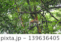 proboscis monkey moving  on the tree. selective focus. 139636405