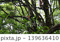 proboscis monkey moving on tree 139636410