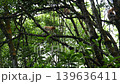 proboscis monkey moving  on the tree. selective focus. 139636411