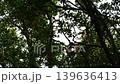 proboscis monkey moving on tree 139636413