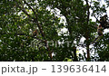 proboscis monkey moving  on the tree. selective focus. 139636414