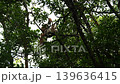 proboscis monkey moving on tree 139636415