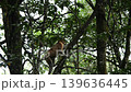 proboscis monkey moving on tree 139636445