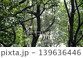 proboscis monkey moving on tree 139636446