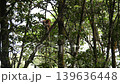 proboscis monkey moving on tree 139636448