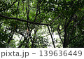 proboscis monkey moving on tree 139636449