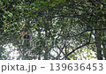 animal, asia, bekantan, borneo, branch, brown, climb, climbing, closeup, conservation, down, endangered, endemic, fauna, forest, green, jumping, jungle, kinabalu, labuk, larvatus, long-nose, long-nose 139636453