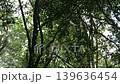 animal, asia, bekantan, borneo, branch, brown, climb, climbing, closeup, conservation, down, endangered, endemic, fauna, forest, green, jumping, jungle, kinabalu, labuk, larvatus, long-nose, long-nose 139636454