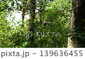 proboscis monkey moving  on the tree. selective focus. 139636455