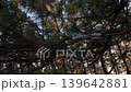 Garbage caught in a pine tree 139642881