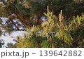Pine tree illuminated by the setting sun 139642882