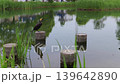 Cormorants resting in a pond 139642890