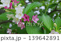 Weigela swaying in the wind 139642891