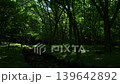 A forest with sunlight filtering through the trees 139642892