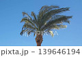 branches of palm tree swaying in wind, slow motion  139646194