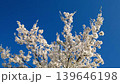 branches of tree with white flowers  swaying in wind, slow motion 139646198