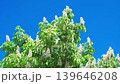 branches of chestnut tree with flowers swaying in wind, slow motion 139646208