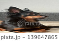 The happy young Prague rat trap Ratlik, the Lieben chamois is sitting on the couch at home. Vertical video FullHD 139647865