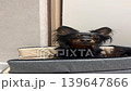 Ratlik, a happy young Prague ratcatcher, is sitting in the hallway of his apartment in his traveling carriage. Vertical video FullHD 139647866