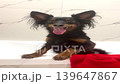 Ratlik, a happy young Prague rat trap, and the Lieben chamois are standing in the bathroom, after a walk, the owner washes the dog's paws. Vertical video FullHD 139647867