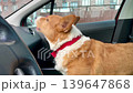 A beautiful red Welsh corgi in a passenger car. Video FullHD 139647868