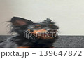 The happy young Prague rat trap Ratlik, the Lieben chamois is sitting on the couch at home. Vertical video FullHD 139647872