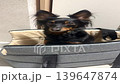 Ratlik, a happy young Prague ratcatcher, is sitting in the hallway of his apartment in his traveling carriage. Vertical video FullHD 139647874