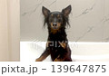 Ratlik, a happy young Prague rat trap, and the Lieben chamois are standing in the bathroom, after a walk, the owner washes the dog's paws.Video 4k 139647875