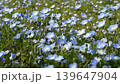 Video of a spring flower field full of blooming nemophila 139647904