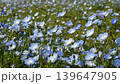 Video of a spring flower field full of blooming nemophila 139647905
