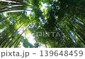 初夏微風中，竹林搖曳。 139648459