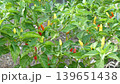 Okinawan chili peppers bearing fruit: ripe red and yellow fruits. 139651438