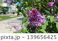 Lilac flowers in Sapporo's Odori Park 139656425
