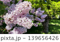 pale pink lilac flowers 139656426