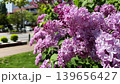 Lilacs and pedestrians in Sapporo 139656427