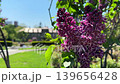 Lilacs in Sapporo's Odori Park and the Sapporo City Museum 139656428
