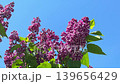 Purple lilac flowers 139656429