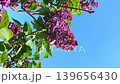 Purple lilac flowers (vertical composition) 139656430